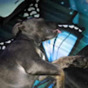 Meet your Posher, Archie